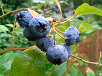 Bilberry | green tara college