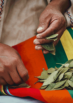 Coca-leaf-reading-class2 | green tara college Close-up of weathered hands tearing bay leaves over a bright, multicolored cloth.