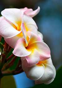 Image by candace thoth via pixabay