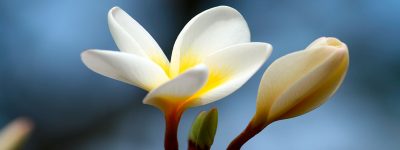 Photo by aloha mahalo via pixabay