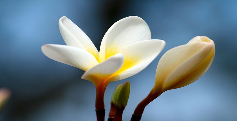 Photo by aloha mahalo via pixabay
