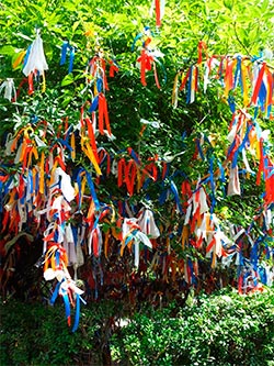 Maytree | green tara college