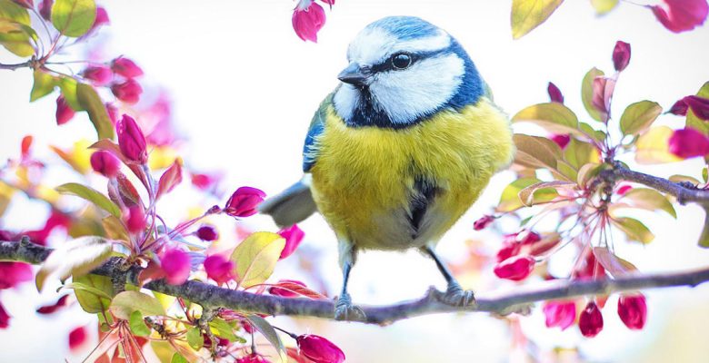 Image by jill wellington from pixabay