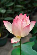 Image by 庆锋 张 from pixabay