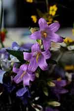 Image by les whalley from pixabay