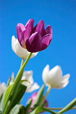 Image by monika baechler from pixabay