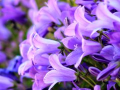 Image by armennano from Pixabay