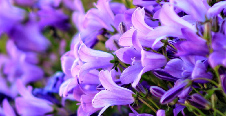 Image by armennano from pixabay